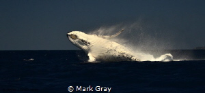 Humpback breeching by Mark Gray 